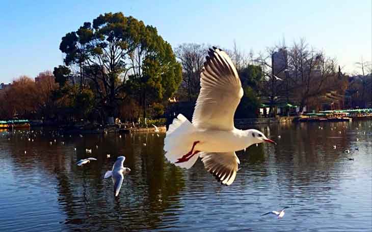 冬天去昆明哪里看海鷗？自從海鷗搬家來到昆明.jpg